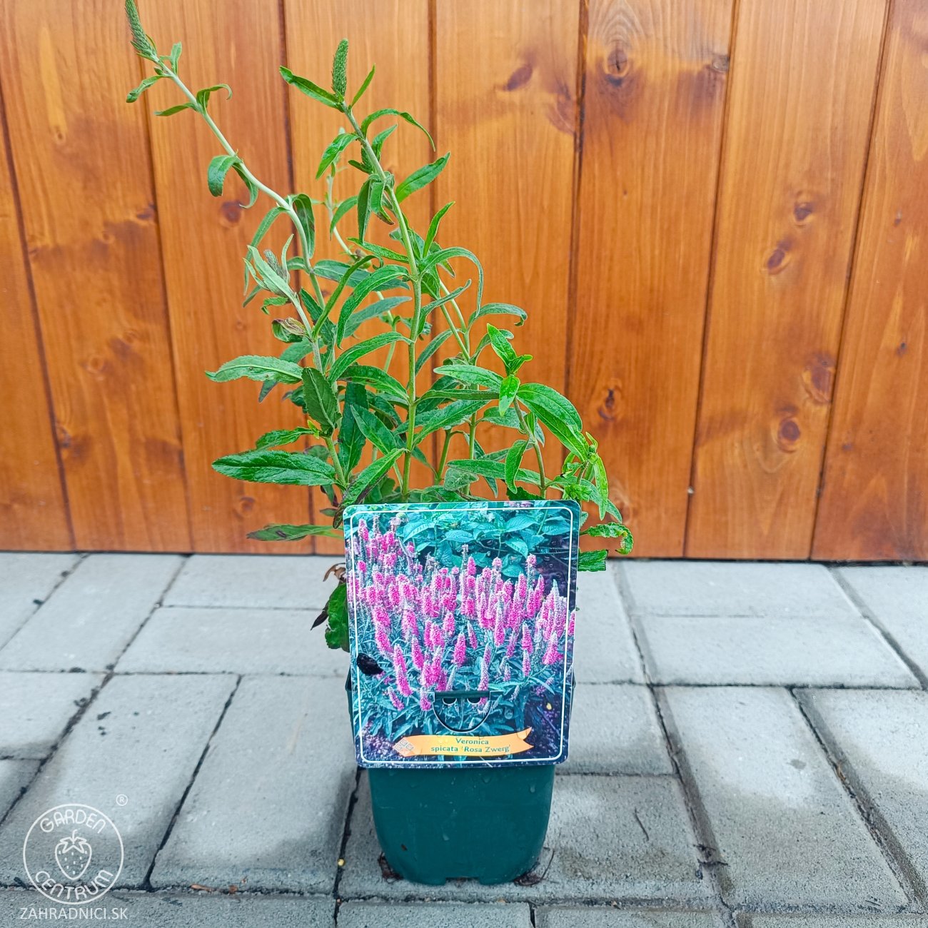 Obrázok Veronika špicatá (Veronica spicata) ‘ROSA ZWERG’ kont. C1L
